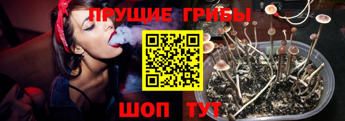 Псилоцибиновые грибы Psilocybine cubensis Вольск